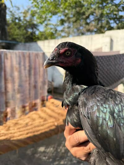 aseel hen first time egg laying