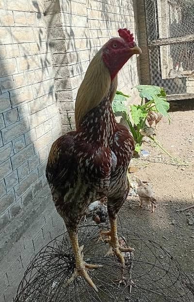 gadra quality phatta