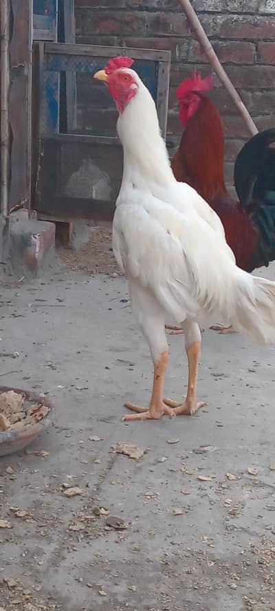 Aseel  pure Heera OR  female pure Sindhi