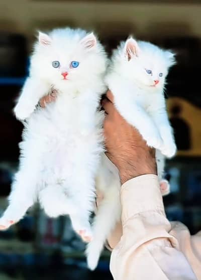 Cat Persian Persian kittens Blue eyes long hair 03/40\58/786\97⁠‿⁠