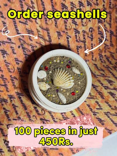 100 Seashells in 450Rs Delivery available in pakistan every where. !!