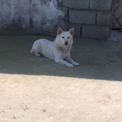 FULL GRUNTY WALI CHEZ HA