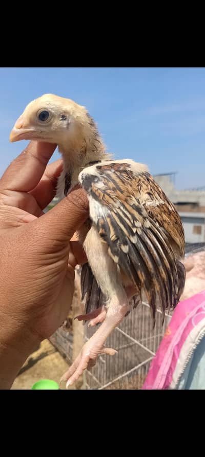 10 aseel chicks available