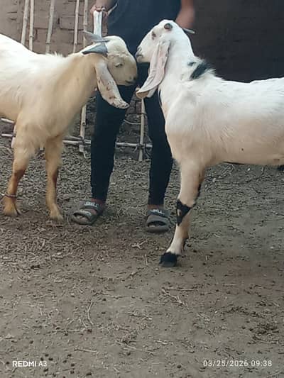 بالکل مناسب ریٹ پر بکروں کی جوڑی دستیاب ہے