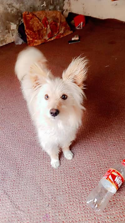 Healthy Active Male security Traid and play full