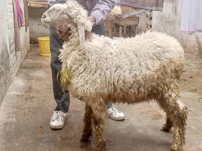 2female chatrry aik pregnant ha