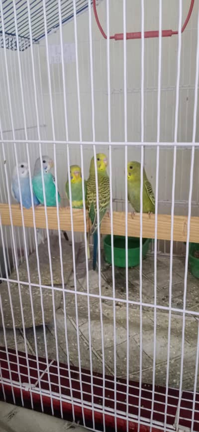 Budgie pathy pair price 1000