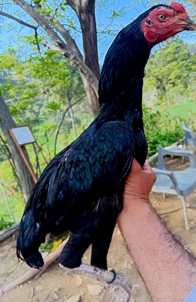 mushka patha for sale