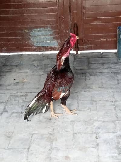 aseel murga sahiwali lakha