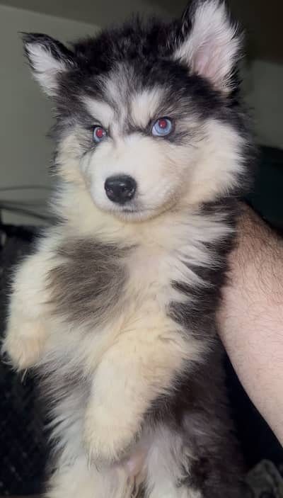 Husky female puppies available for sale