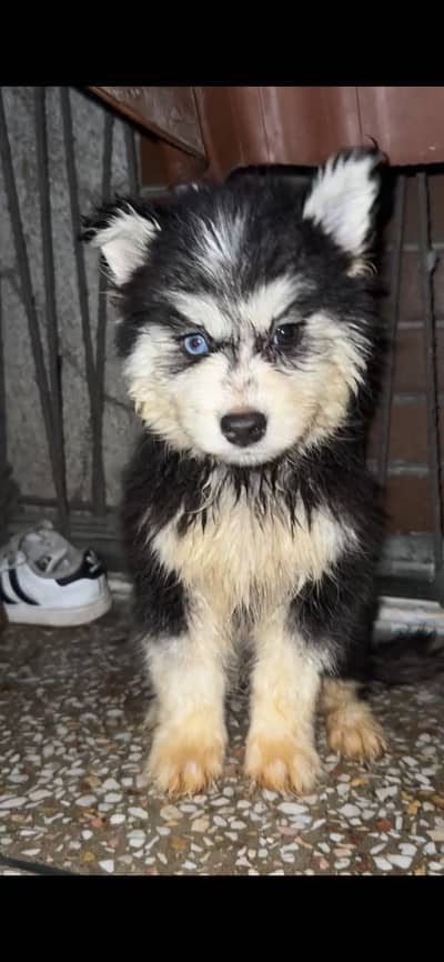 Husky female puppy available for sale
