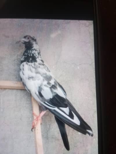 teddy ,rampuri , red eyes etc