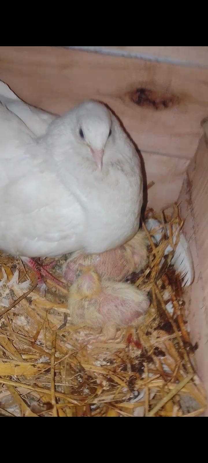 lakay ka breeder pair with 2 check 0