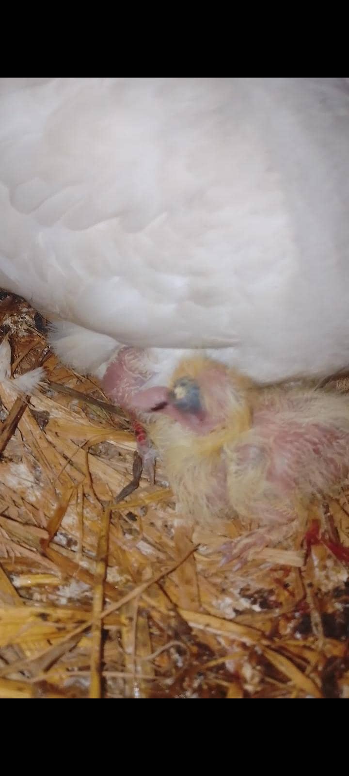 lakay ka breeder pair with 2 check 1