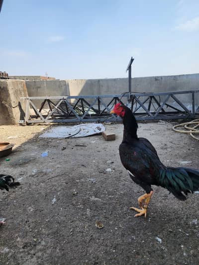 Burmi , galwa , bengum aseel 100 % pure impotant blood line