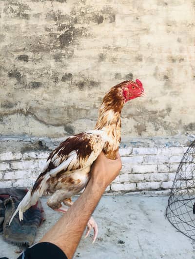 aseel Murga For sale