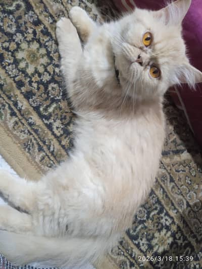 Adult cat looking for caring family