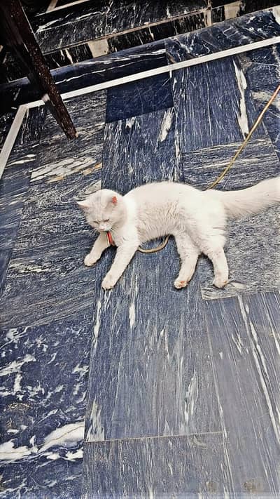 Cash on delivery  Healthy & home raised