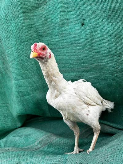 heera aseel female