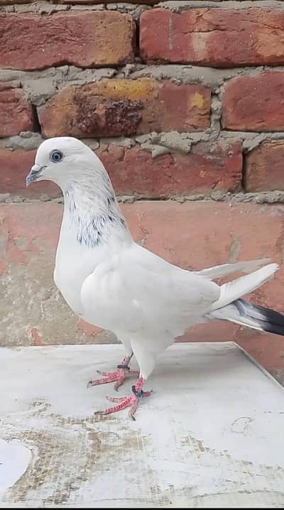 Pure wehshi Female Kabootri for sale
