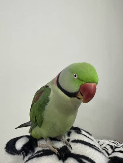 Raw parrot for sale