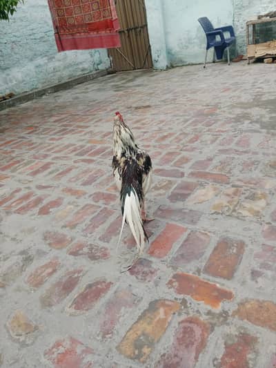 Pure Mianwali Aseel Cheena