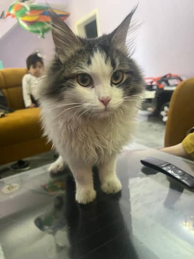 Selling my cat (Simba)