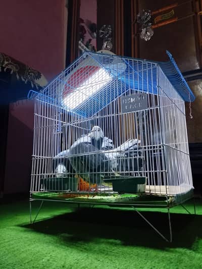 Indian fantail Beauty full pair with CAGE