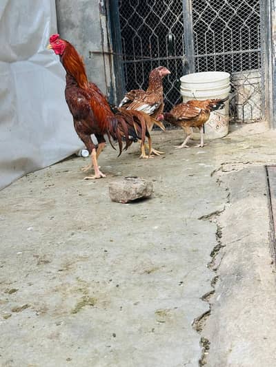 top quality aseel set ho sale