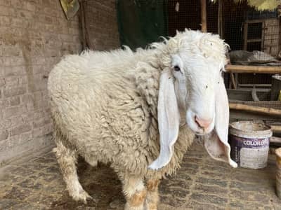 Kakka kajla Narr top quality top home breed healthy & active