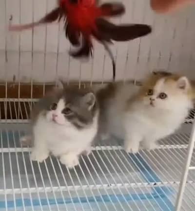 Quality Persian Punch face cat & kitten. 03467500955 more WhatsApp