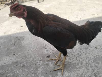 Aseel Murga for sale