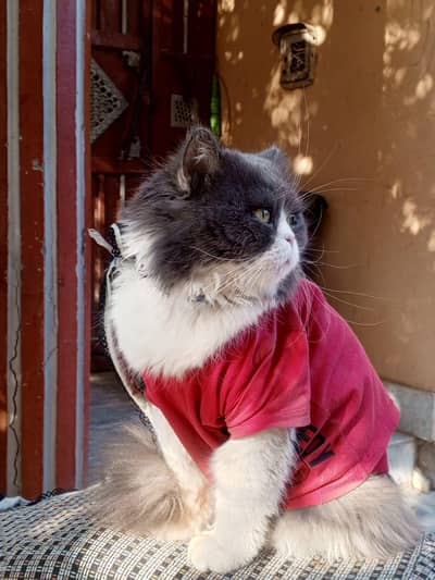 Healthy and Playful Persian cat