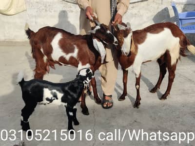 دو سوئی بکریاں فار سیل