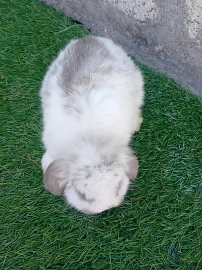 holland lop adalt male