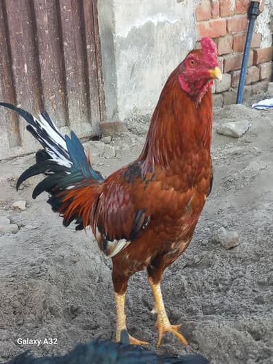 Aseel Murga for sale