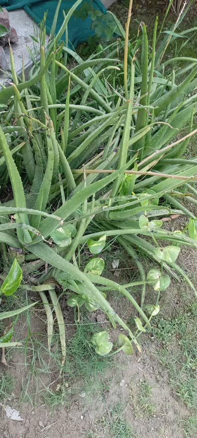 ALOEVERA GEL PLANT