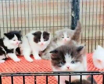 Quality Persian Punch face cat & kitten. 03467500955 more WhatsApp
