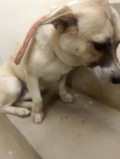 ghar ka Pala hva h bhot cut h