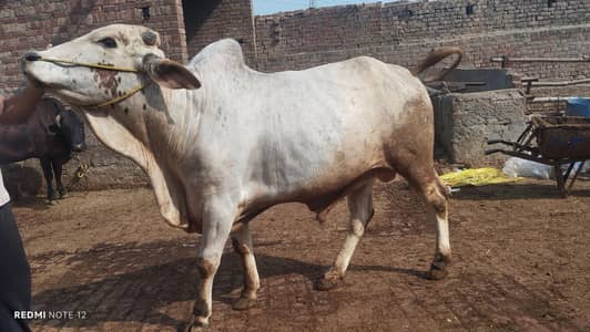 2 dant bachra ha qurbani ka liya