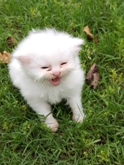 White bybi cat for sale