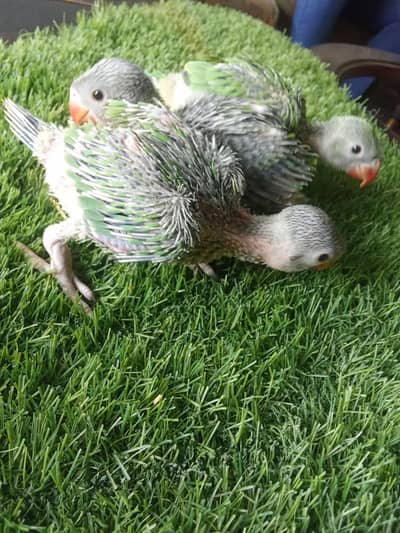 green parrot baby