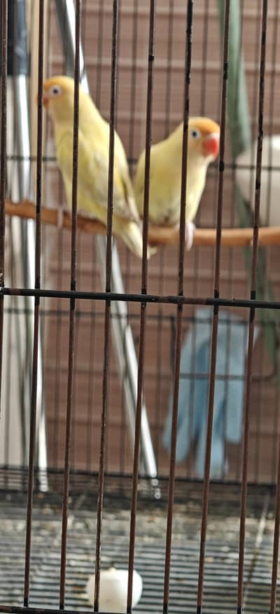 2 pairs of love birds with cage with box