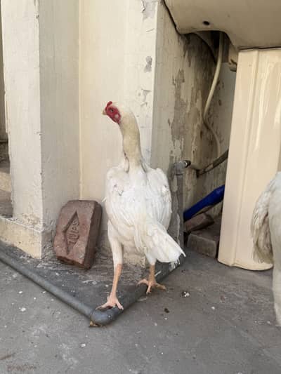 2 white shamu females