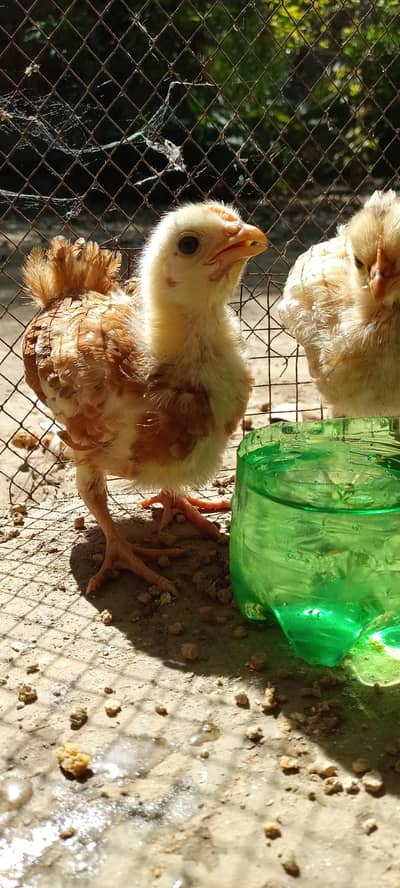Chicks for sale