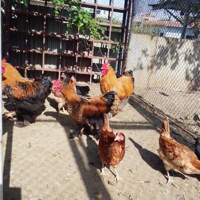 Golden buff beautiful n active roosters for sale