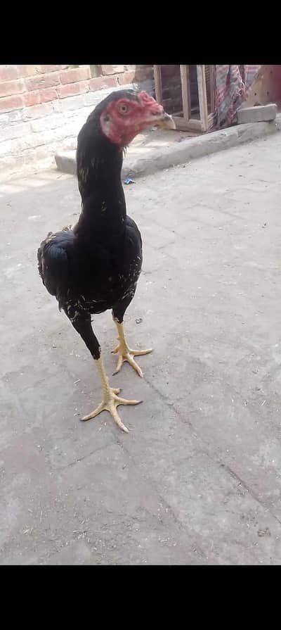 aseel jawa male dreeder