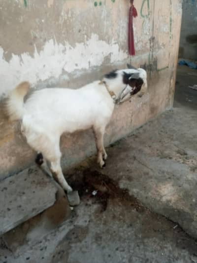 bakra for sell