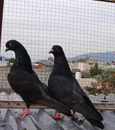 zakh & teedy breeder pair