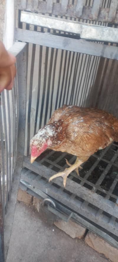 only sirous Bayer contac me